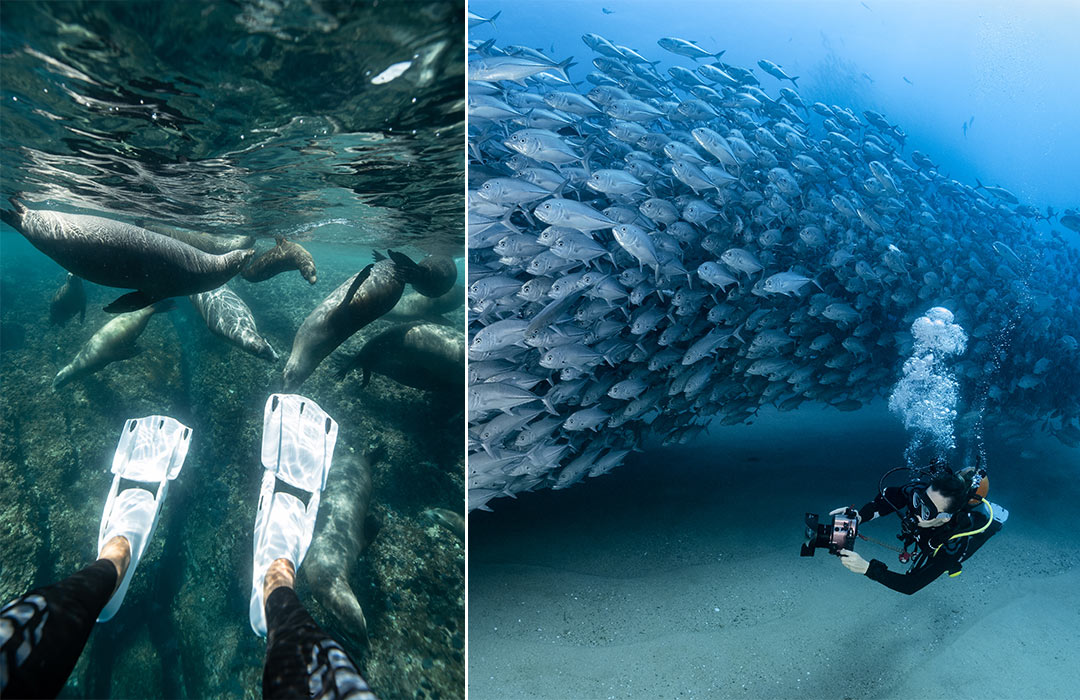 Sea Lions, Cabo Pulmo