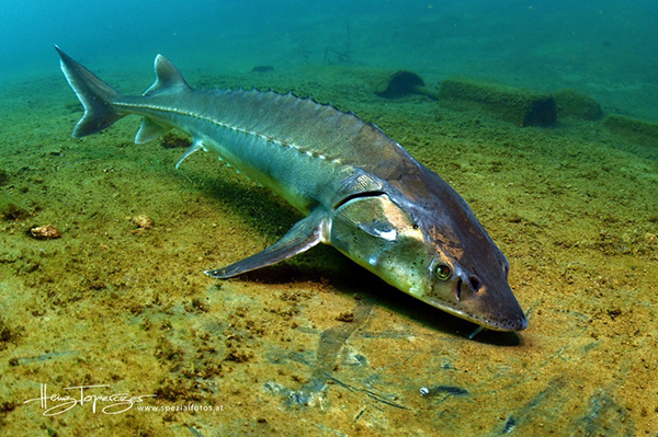 fish in a lake