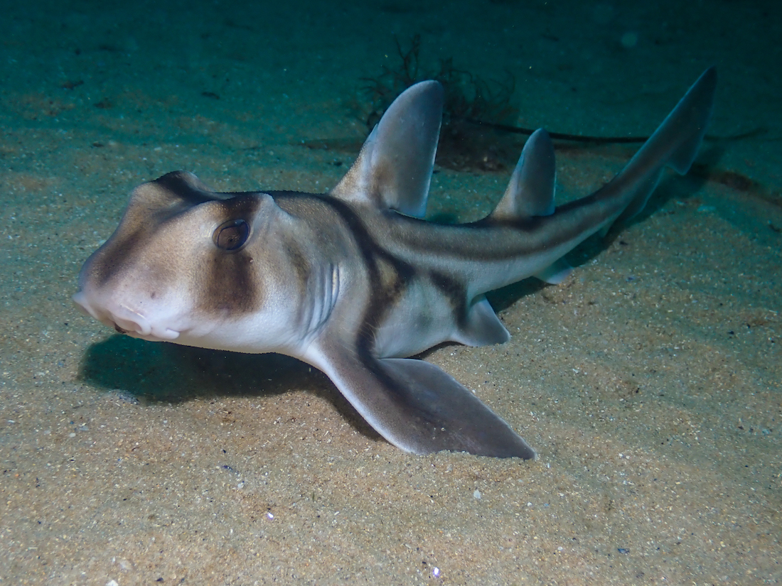A Nurse Shark on the ocean floor
