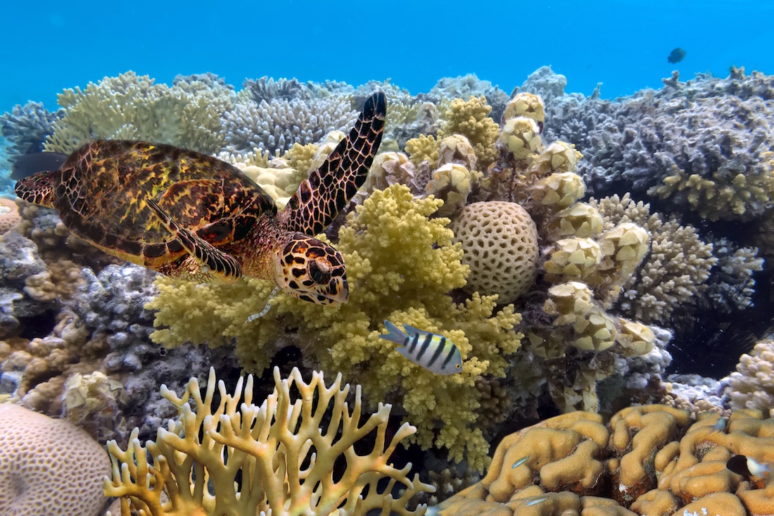 A turtle swimming threw coral in Queensland Australia