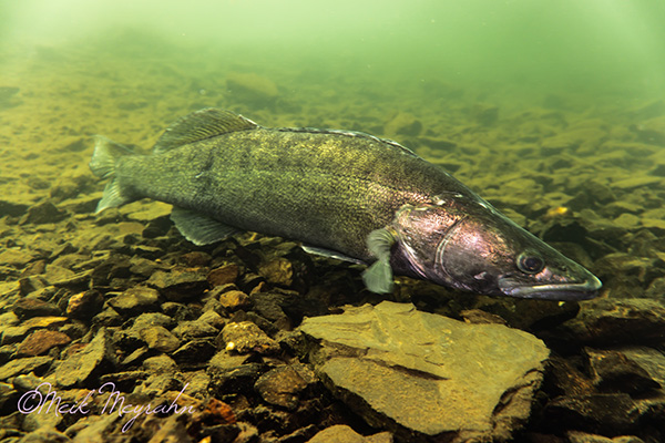 fish in lake