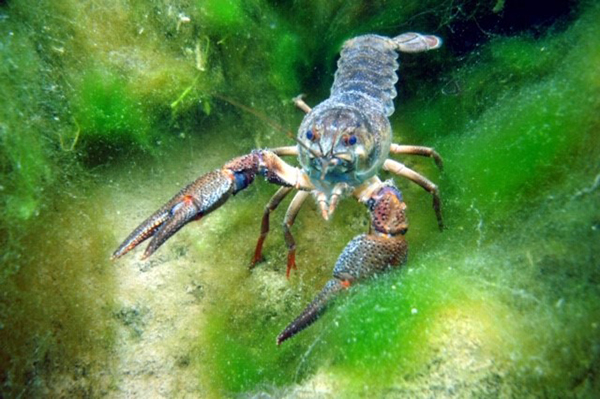 copacabana underwater