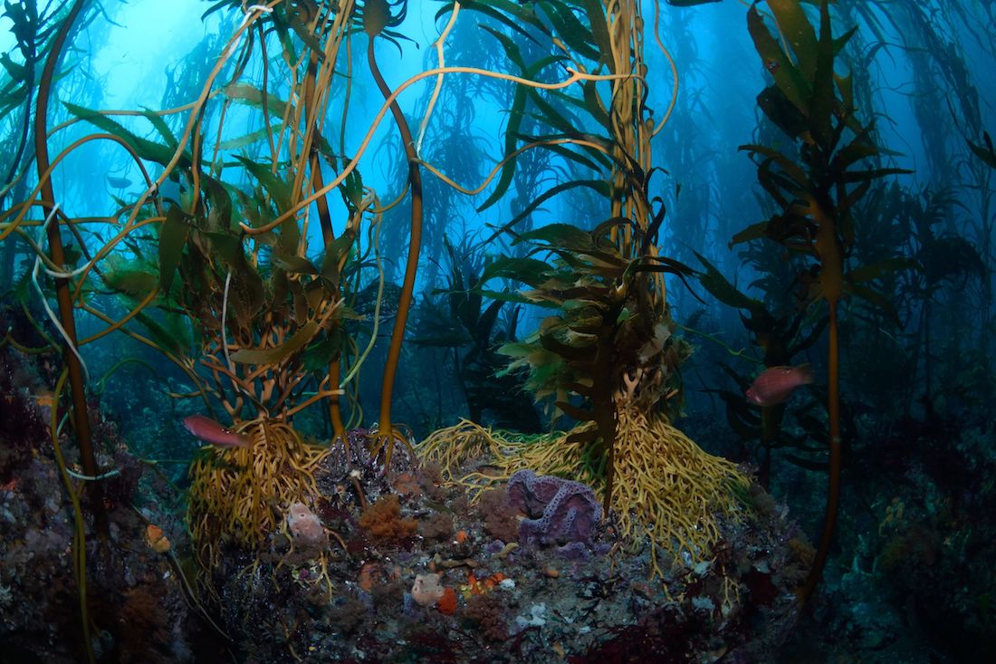 Underwater kelp in Tasmania