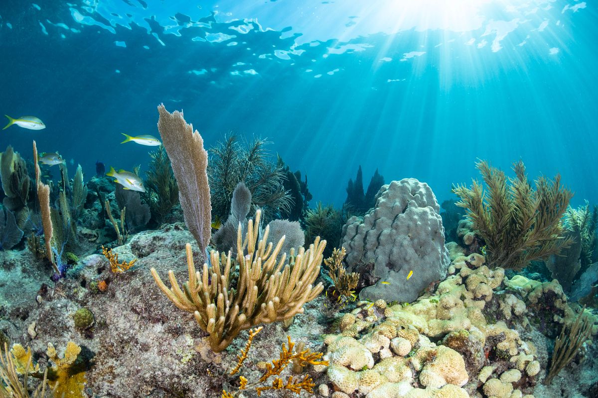 Underwater Florida coral reef