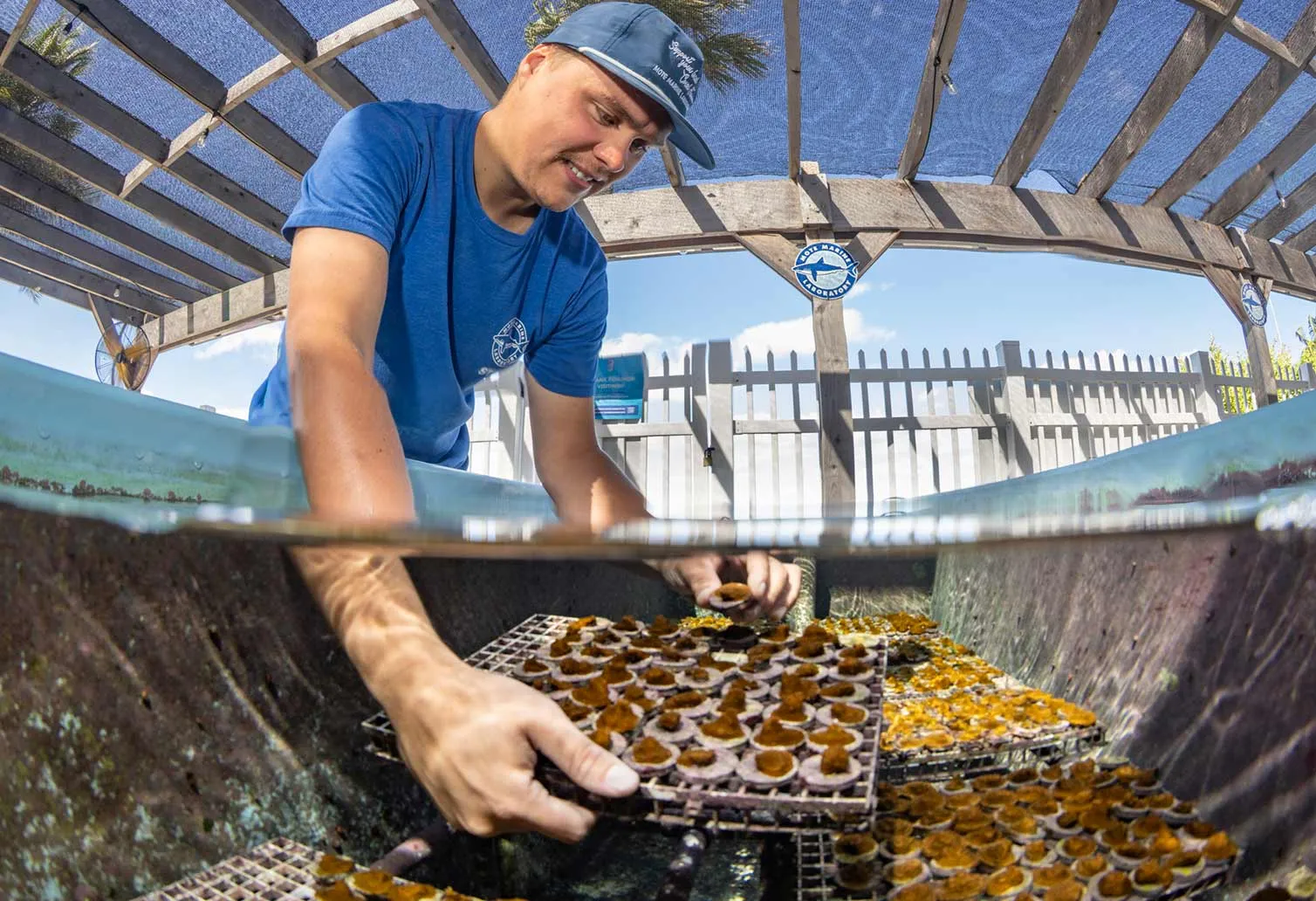A marine conservation worker tends trays of coral fragments in a shallow outdoor tank.