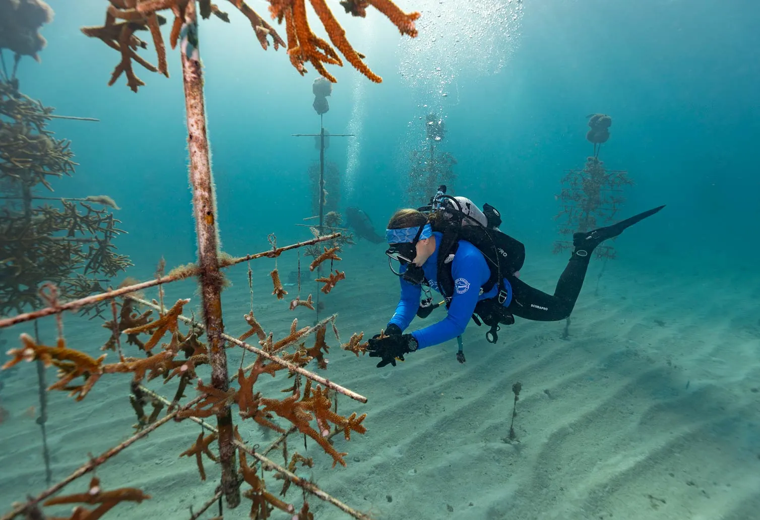 A scuba diver inspects coral fragments in an underwater restoration coral nursery.