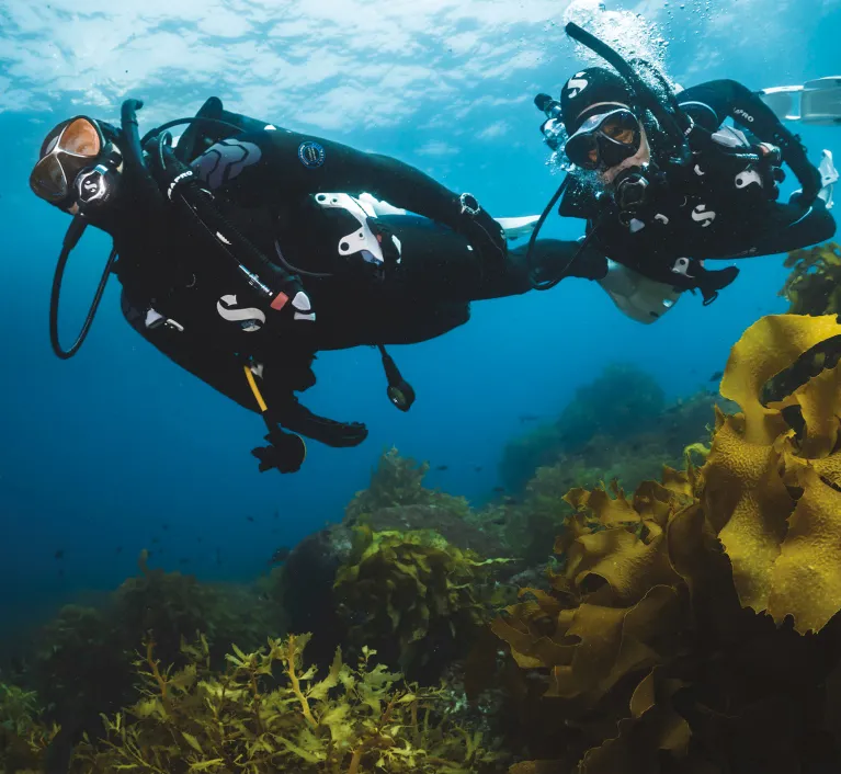divers underwater