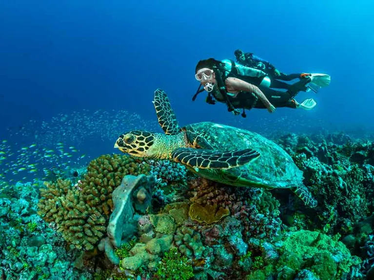 Scuba divers swimming above sea turtle on vibrant coral reef underwater