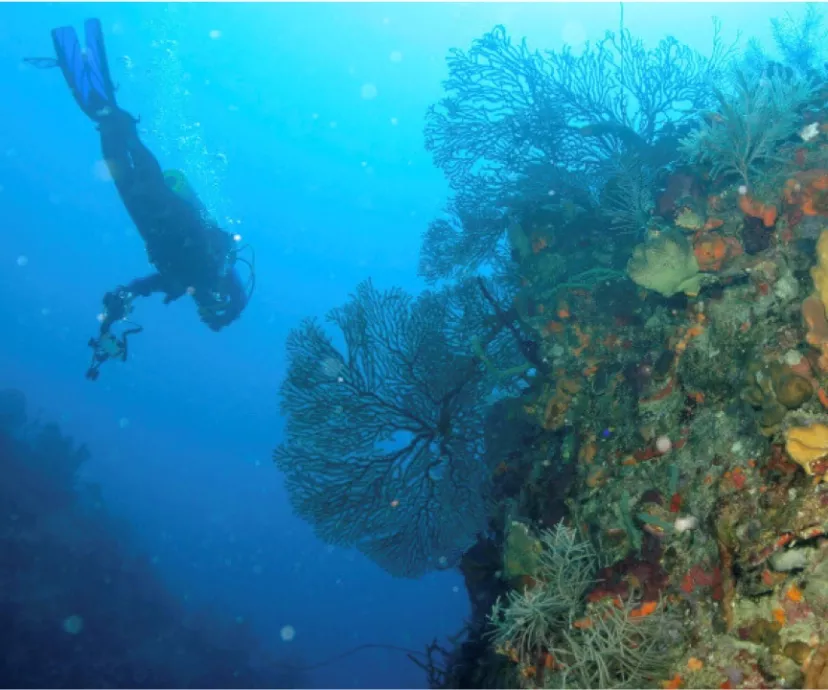 Restoring Floridas Reef