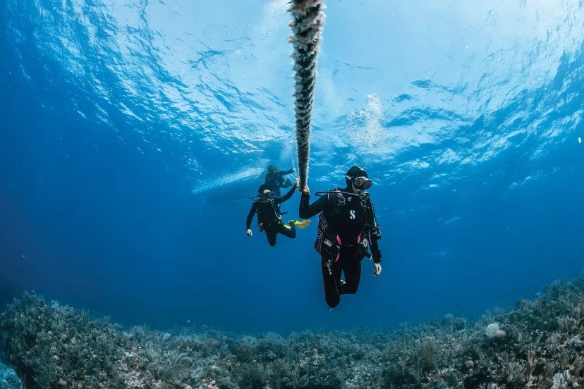 divers under water